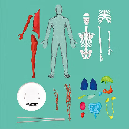 Discovery #Mindblown 3D Human Anatomy 28-piece Biology Model