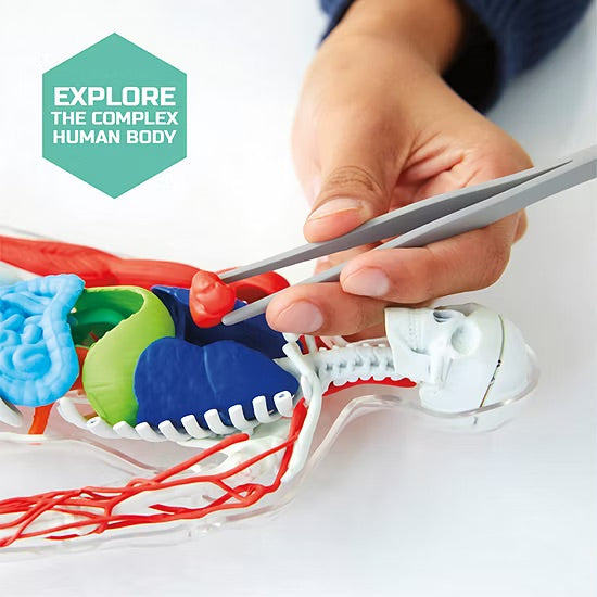 Discovery #Mindblown 3D Human Anatomy 28-piece Biology Model