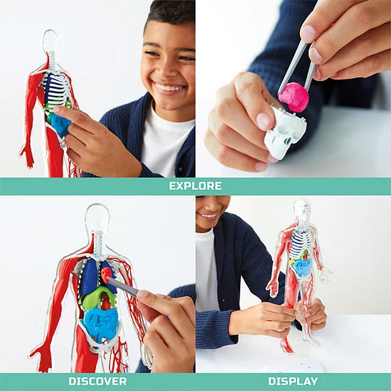 Discovery #Mindblown 3D Human Anatomy 28-piece Biology Model